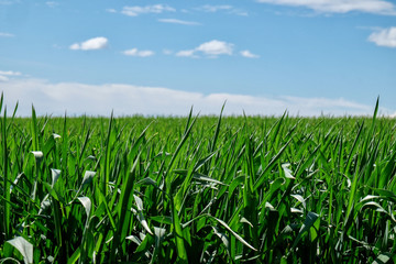 Obraz premium Zielone pola pszenicy