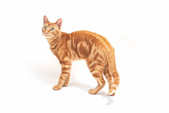 Ginger cat