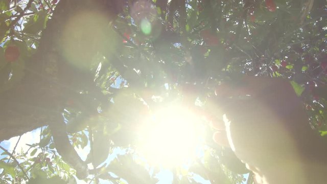 Detail of hand harvesting ripe cherries. Sunflare. 4k
