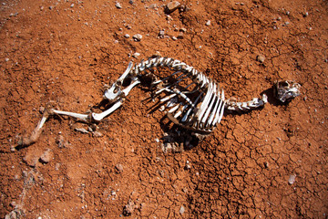 Dead Kangaroo, bones on dry land in Australian Desert