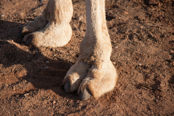 Australian Camels, the australia Outback if full of wild life
