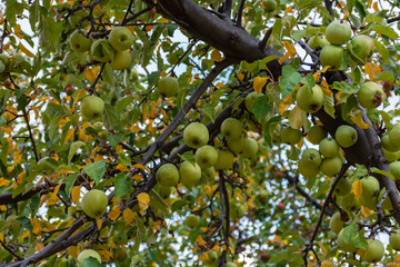 Organic green apples on a tree