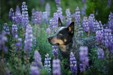 Australian Cattle Dog outdoor portrait in field of lupine flowers