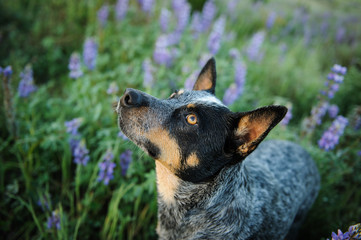Australian Cattle Dog outdoor portrait in field of lupine flowers