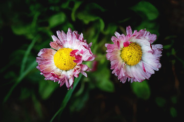 Two daisy (Bellis perennis) blossoms in spring on a dark background