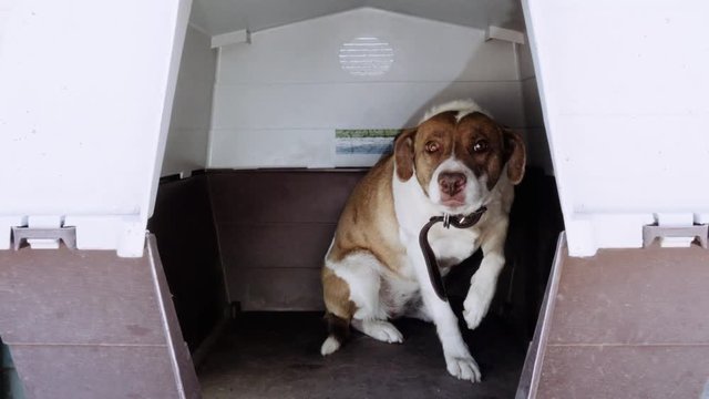 Afraid dog in a plastic carrier. 4k