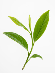 お茶の葉