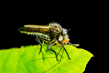Exotic Assassin or Robber Fly Asilidae Diptera Insect with Prey Isolated on Black Background