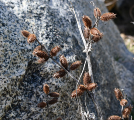 sticker plant against rock