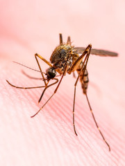 Encephalitis, Yellow Fever, Malaria Disease, Mayaro or Zika Virus Infected Culex Mosquito Parasite Insect on Skin Macro