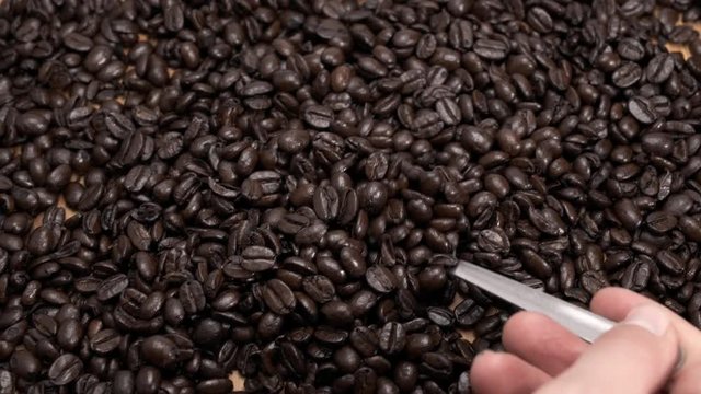 Silver Spoon Scooping a Small Heap of Fresh Roasted Whole Coffee Beans