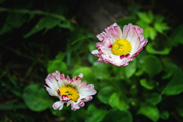 Two daisy (Bellis perennis) blossoms in spring on a dark background