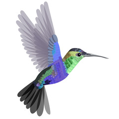 Tropical bird hummingbird in blue-green tones isolated on white background. Vector illustration.