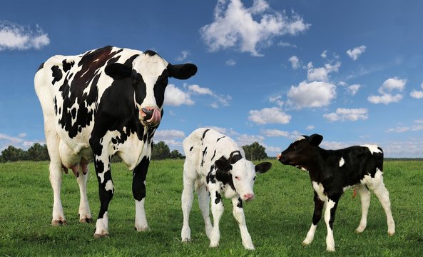 Holstein Calves Images – Browse 10,604 Stock Photos, Vectors, and Video |  Adobe Stock