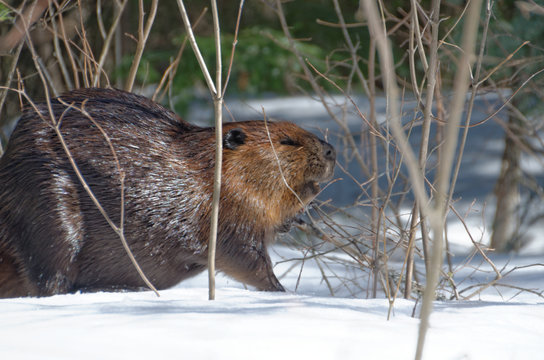 North American Beaver (Castor canadensis)