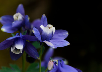 ミヤマオダマキ