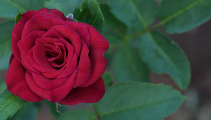 beautiful red rose flower with leaves