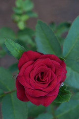beautiful red rose flower with leaves