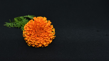 beautiful marigold in back background