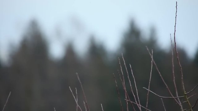 Northern Hawk Owl perched, hunting in winter, at Vancouver BC Canada 