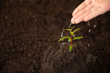 Young tree Tree Planting Tree care Watering a tree in nature