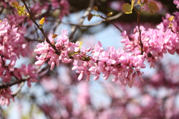 The cherry Blossom