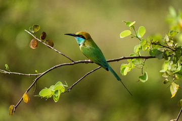 Bee eater sits on a branch in Sri Lanka