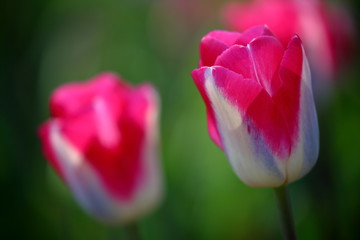 チューリップ