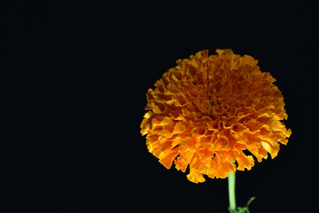 beautiful marigold in back background