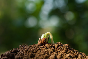 close up plant growing on soil with sunshine in garden