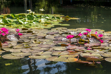 Background of Amazon lily pad (Victoria Regia) lotus leaves