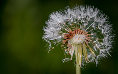 Closeup view of white dandelion fluff. Natural green background with copy space.