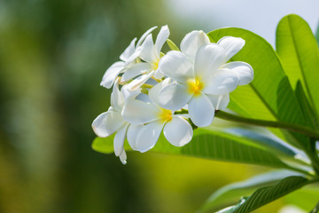 Obraz na płótnie Canvas Plumeria flower