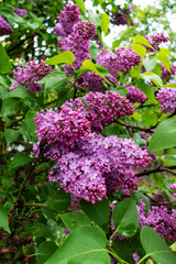 Spring time. Lilac blossom tree.