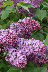 Spring time. Lilac blossom tree.