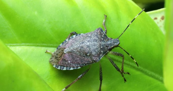 Brown Marmorated Stink Bug (Halyomorpha Halys) Cleaning Its Antenna On Green Leaf. Close Up View / Macro Shot - DCi 4K Resolution