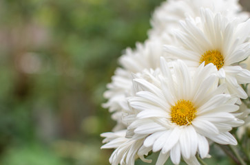 Obraz premium Un ramo de flor de crisantemo