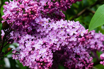 Spring time. Lilac blossom tree.