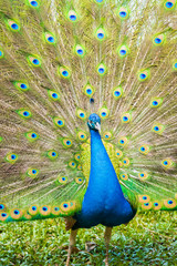 Obraz premium blue indian peacock spread feathers