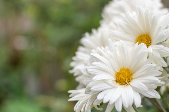 Un ramo de flor de crisantemo