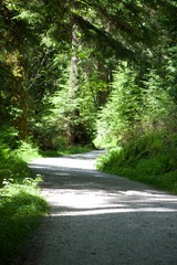 road in the forest