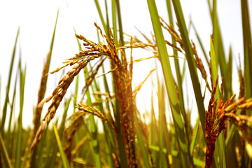 Naklejka premium close up jasmine rice farm,golden leaves and paddy grange in morning,ripe ear of rice