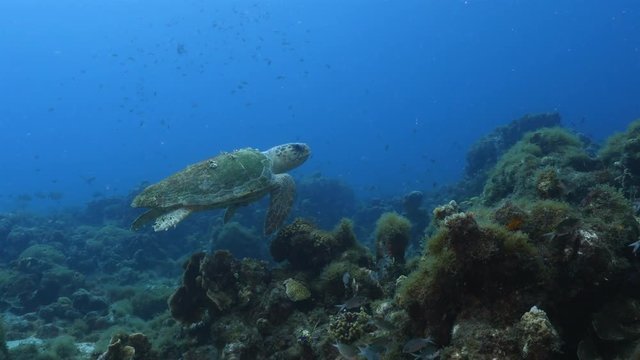 Loggerhead Sea Turtle in coral reef of Caribbean Sea around Curacao