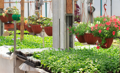 Fototapeta na wymiar Greenhouse for growing flower seedlings. Preparation and cultivation of ornamental plants for landscaping city streets and parks. Foreground petunias in pots. Soft focus.