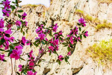 Spring background of blooming flowers. White and pink flowers. Beautiful nature scene with a flowering tree. Spring flowers. Beautiful garden. Abstract blurred background.Wild flowers blooming spring.