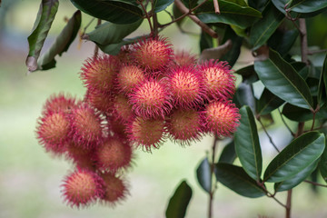 The fresh rambutan on tree.