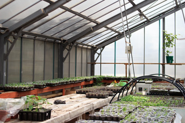  Greenhouse for growing flower seedlings. Preparation and cultivation of ornamental plants for landscaping city streets and parks. Soft focus