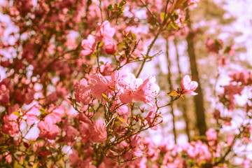 Fototapeta na wymiar Spring background of blooming flowers. White and pink flowers. Beautiful nature scene with a flowering tree. Spring flowers. Beautiful garden. Abstract blurred background.Wild flowers blooming spring.