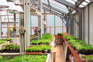  Greenhouse for growing flower seedlings. Preparation and cultivation of ornamental plants for landscaping city streets and parks. Soft focus