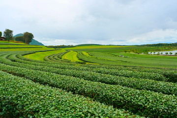 Fototapeta na wymiar Green tea plantations, Chiang Rai province.